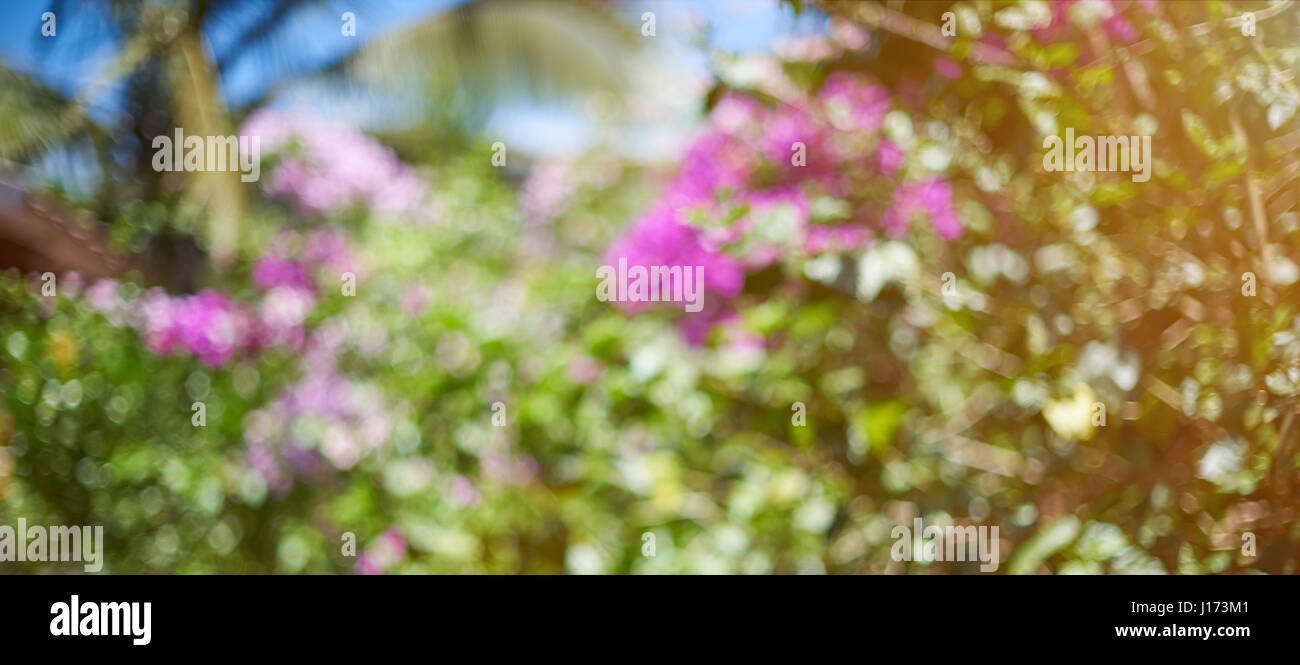 Exotische Natur sonnige Bokeh. Bunter Tag sonnig unscharfen Hintergrund Stockfoto
