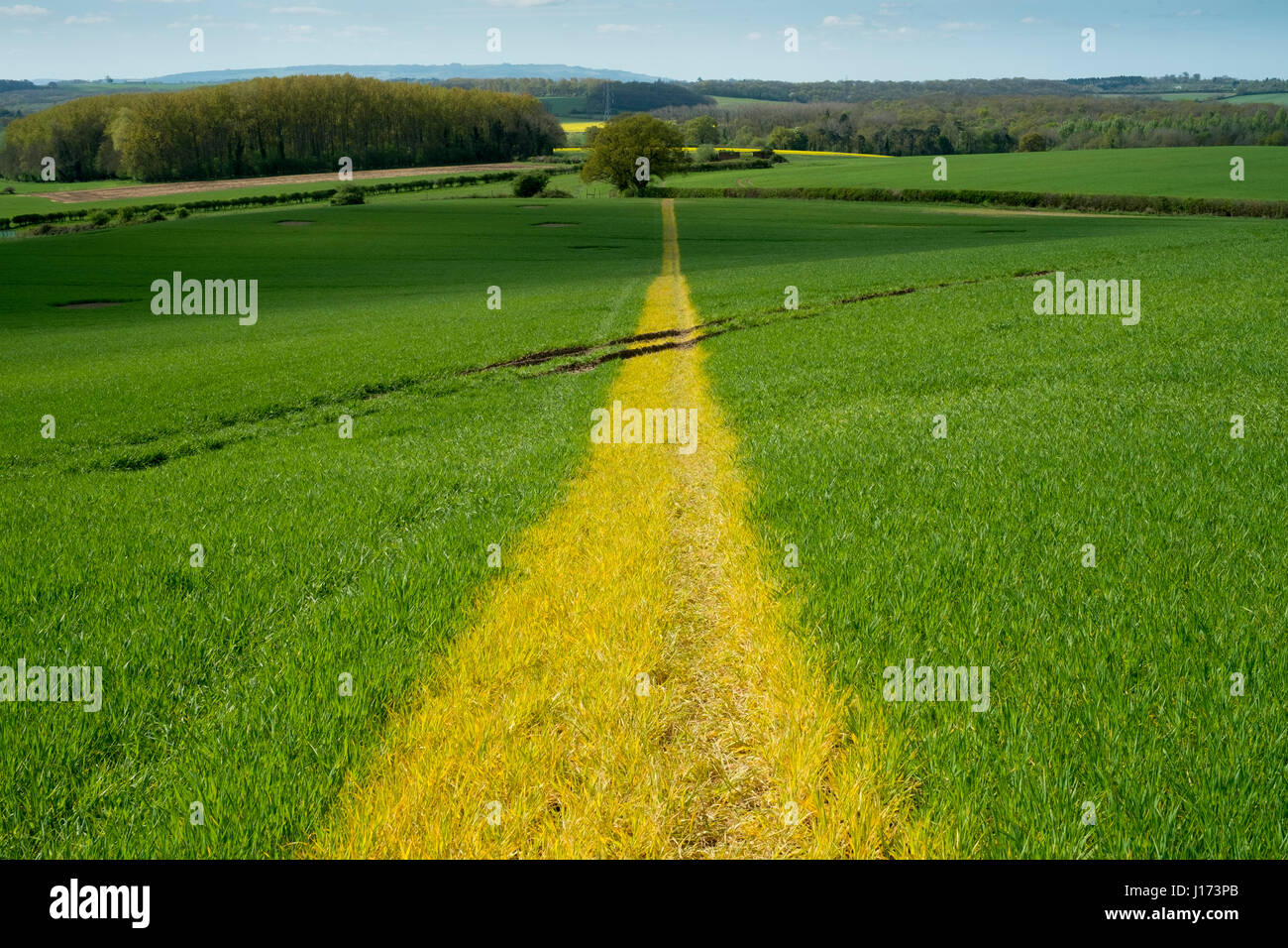 Die Route von einem öffentlichen Wanderweg ist mit Unkrautvernichter für den Anbau in einem Feld in Warwickshire, England verfärben abgesteckt. Stockfoto