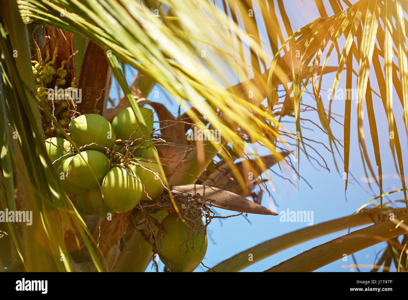 Kokosnuss Zweig am Baum Palm Nahaufnahme Sonnentag Licht Himmel Stockfoto