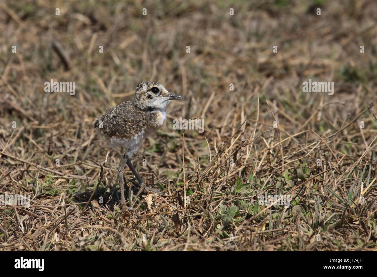 Kittlitz Regenpfeifer, Bangweulu, Sambia, Afrika Stockfoto