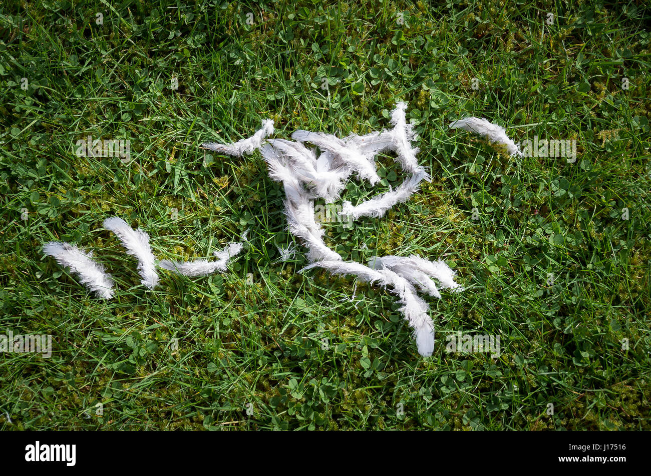 Federn, gefunden auf einer Wiese erzählen Teil einer Geschichte. Wahrscheinlich gehörten sie an einen ansässigen Ringeltaube gezielt durch Greifvogel. Stockfoto