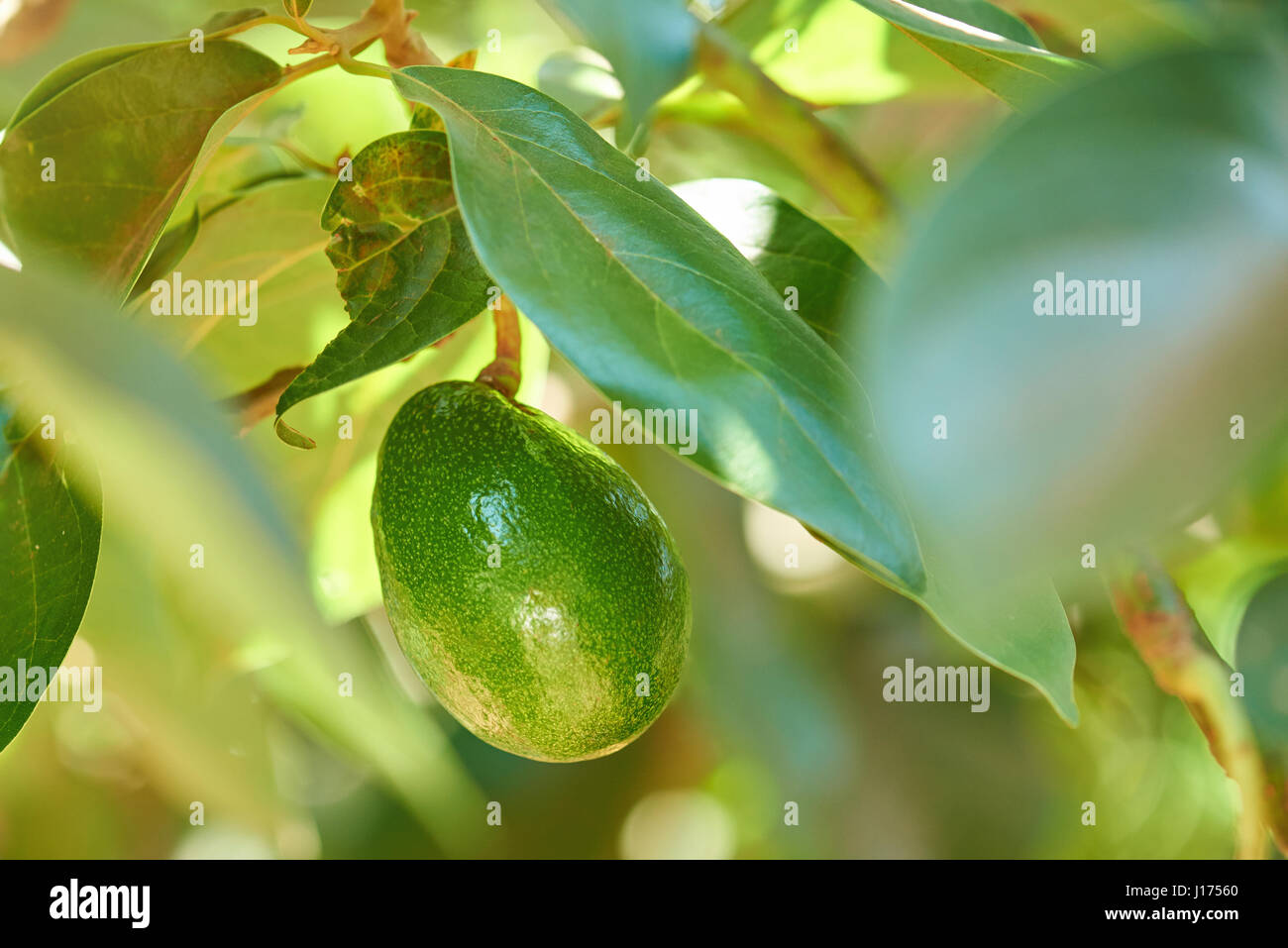 Avocado Blatter Hangen