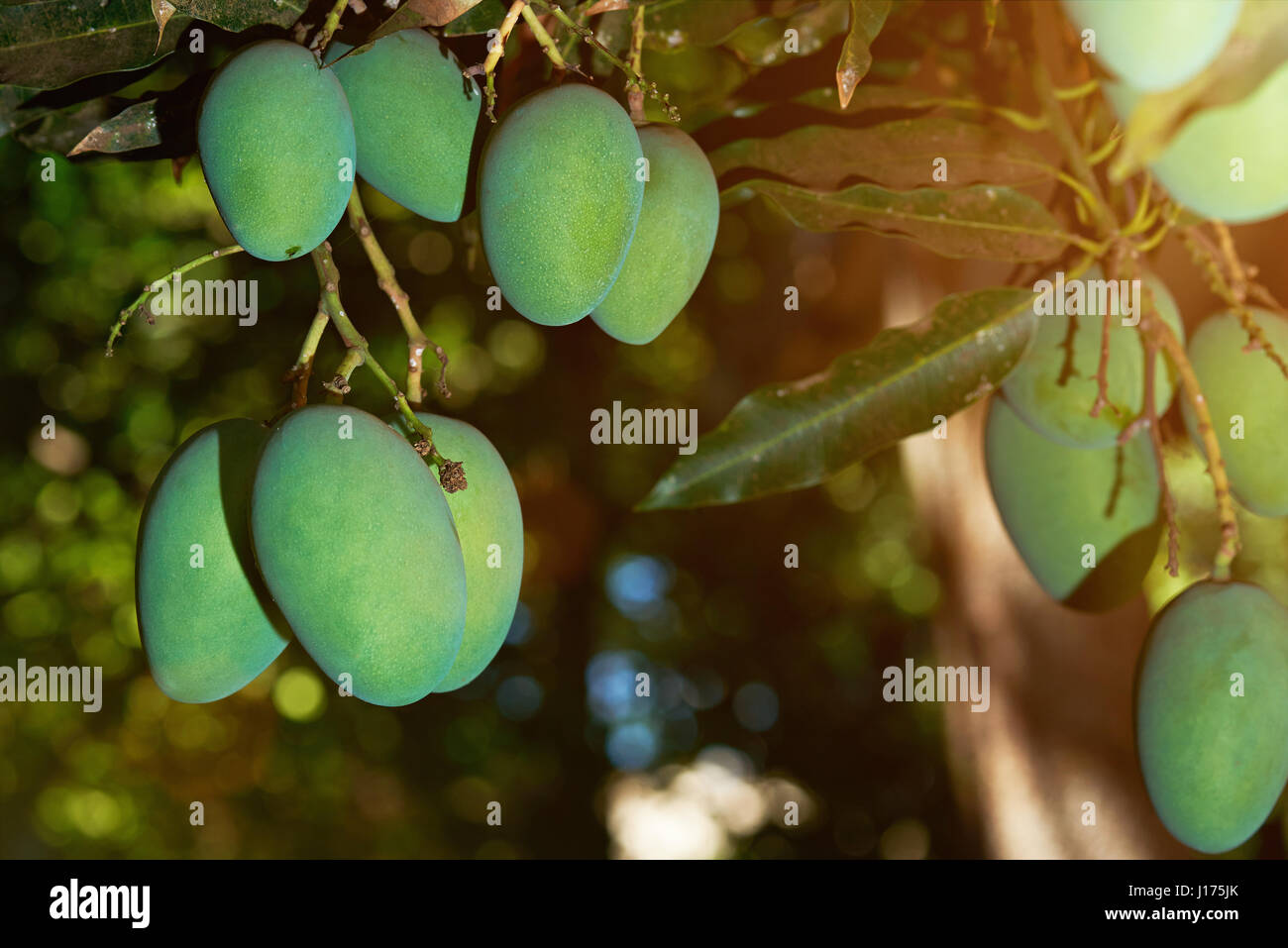 Grüne Mango Früchte hängen am Baum Nahaufnahme. Mango-Landwirtschaft Stockfoto