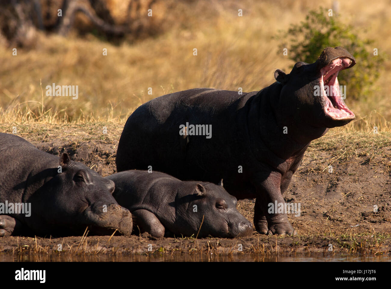 Nilpferd Gähnen am Khwai River, Moremi Game Reserve, Botswana Stockfoto