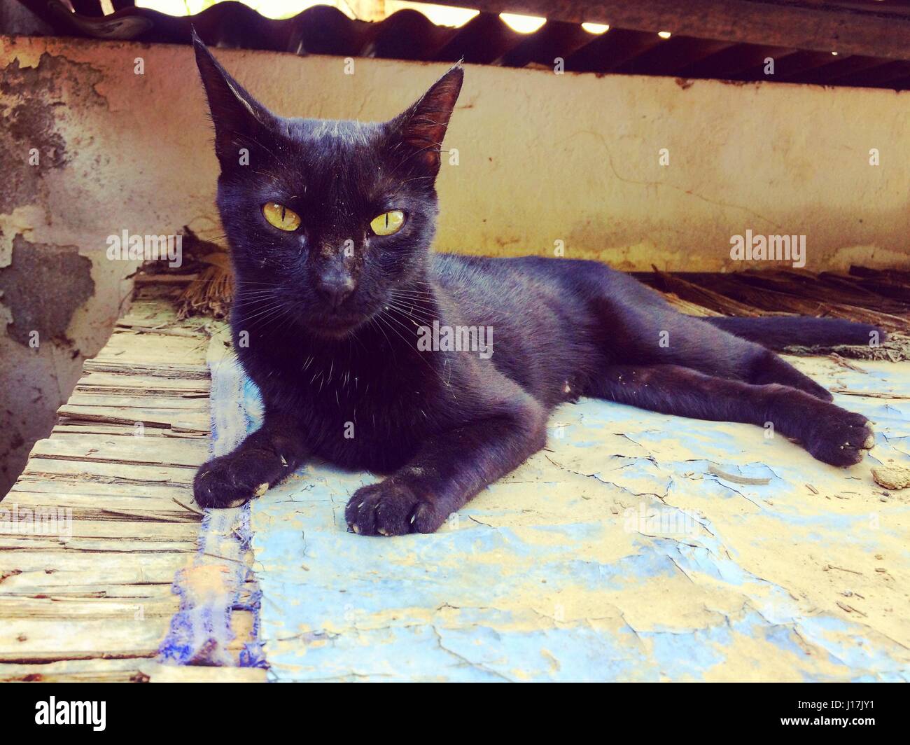 schwarze Katze mit gelben Augen auf Dach in die Kamera starrt liegend Stockfoto