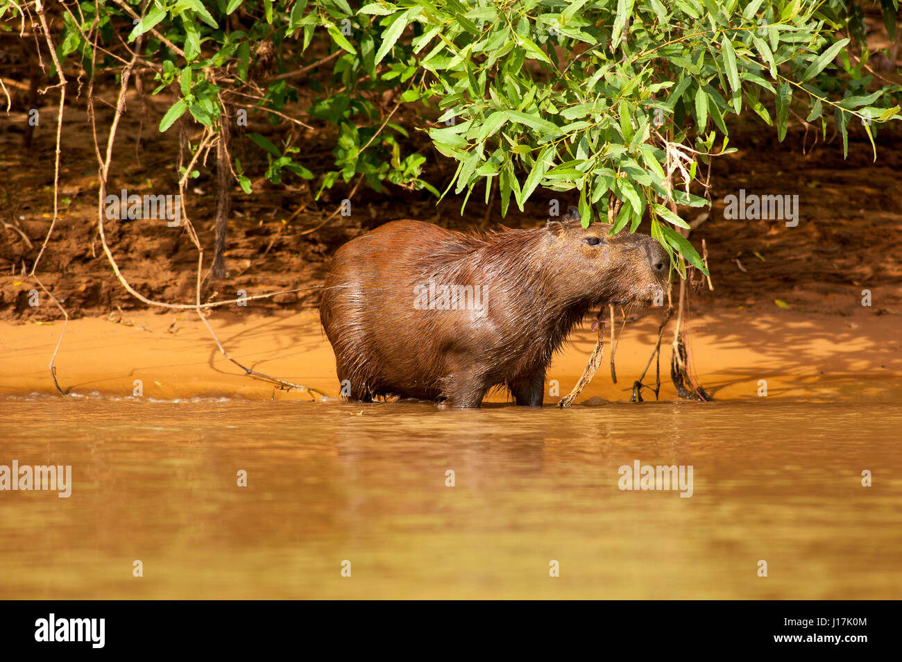 Capybara das größte Nagetier der Welt auf Tres Irmãos Fluss, Pantanal von Mato Grosso, Brasilien Stockfoto