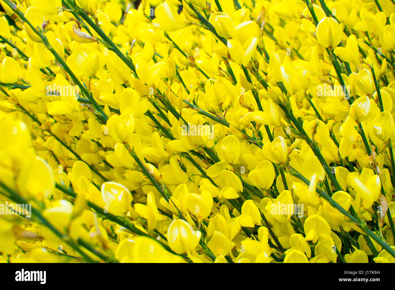 Gelben Blüten der gemeinsamen Ginster Strauch Stockfoto