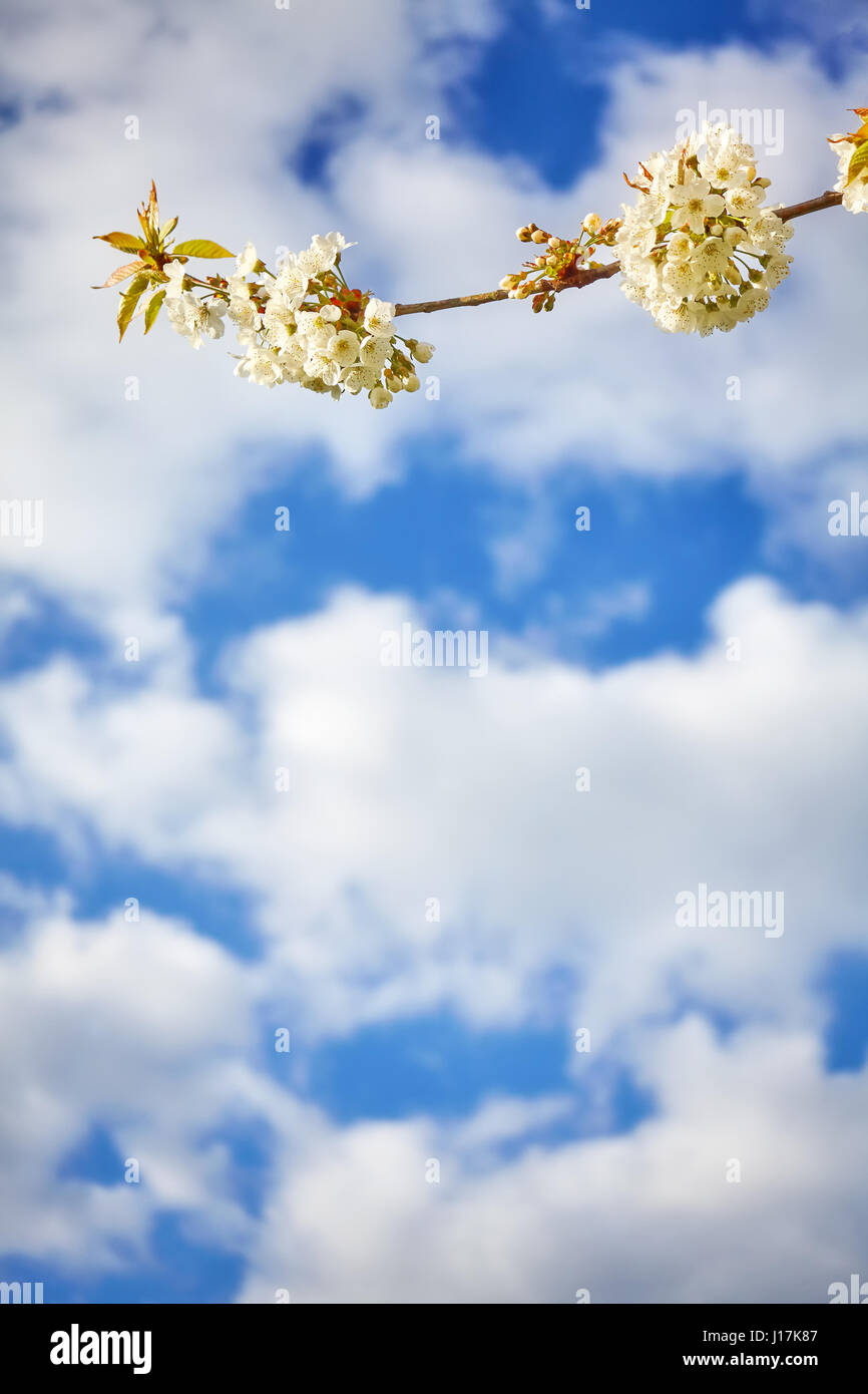 Weiße Kirschblüten, Blumen gegen die blauen Wolkenhimmel, Tiefenschärfe, Platz für Text. Stockfoto