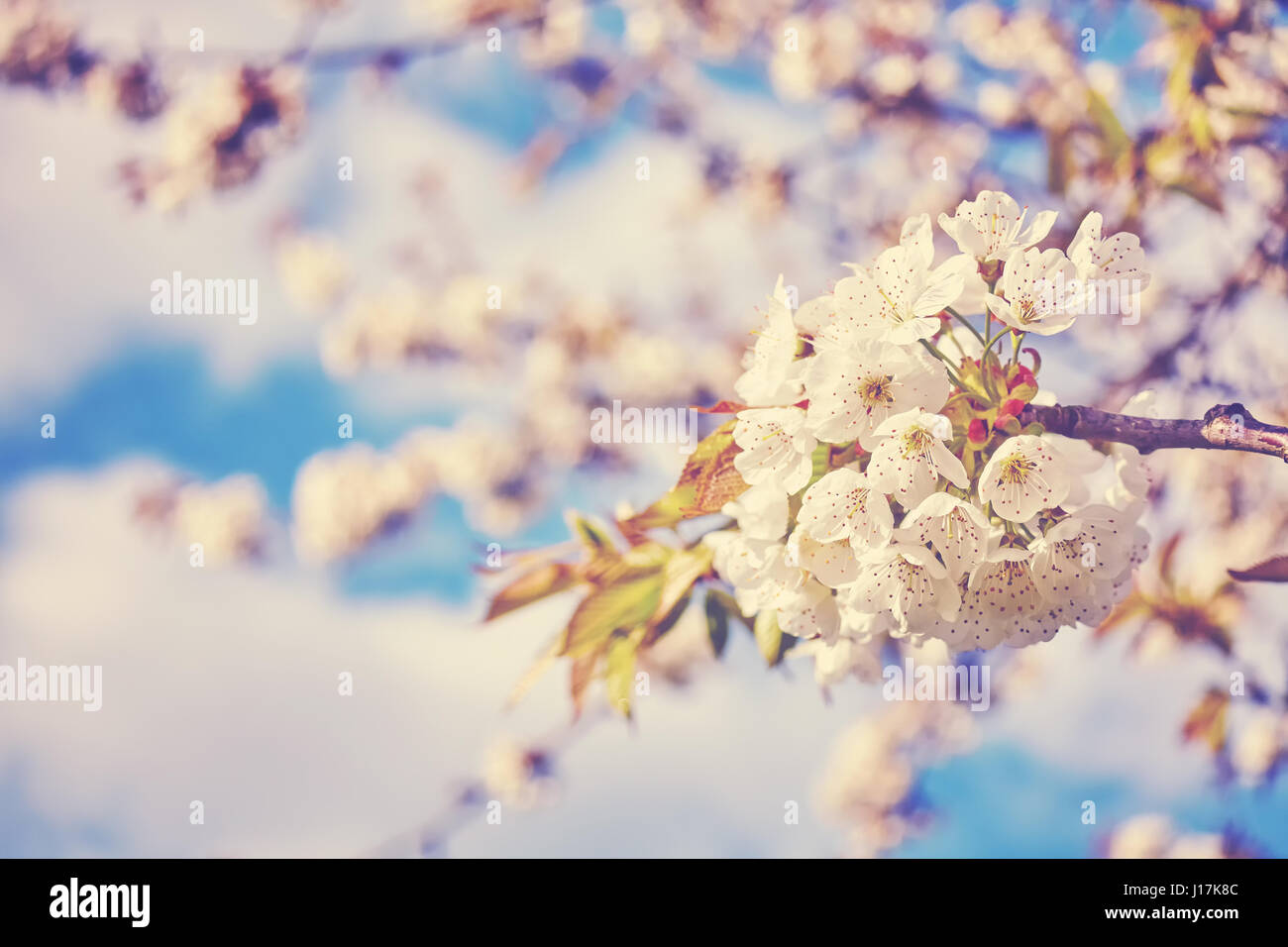 Farbe getönt Kirschblüten, Blumen gegen die blauen Wolkenhimmel, selektiven Fokus. Stockfoto