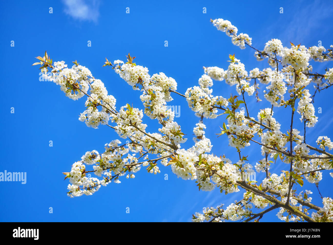 Weiße Kirschblüten, Blumen gegen den blauen Himmel, selektiven Fokus. Stockfoto