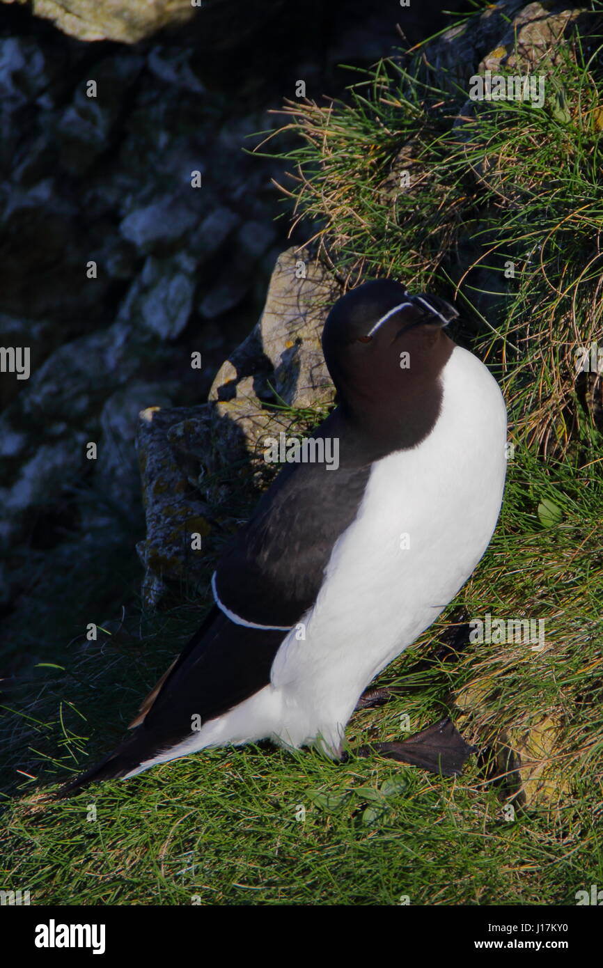 Tordalk Alca Torda an RSPB Bempton Klippen. UK Stockfoto