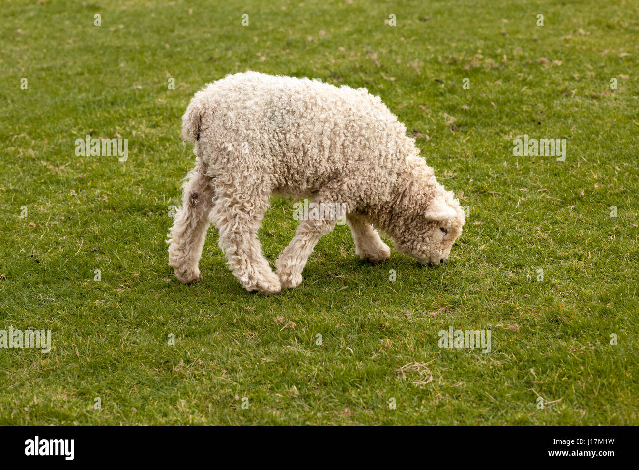 Schließen Sie herauf Bild von einem Frühlingslamm Weiden auf frischen grünen Rasen. Devon und Cornwall Longwool Schafrasse Stockfoto