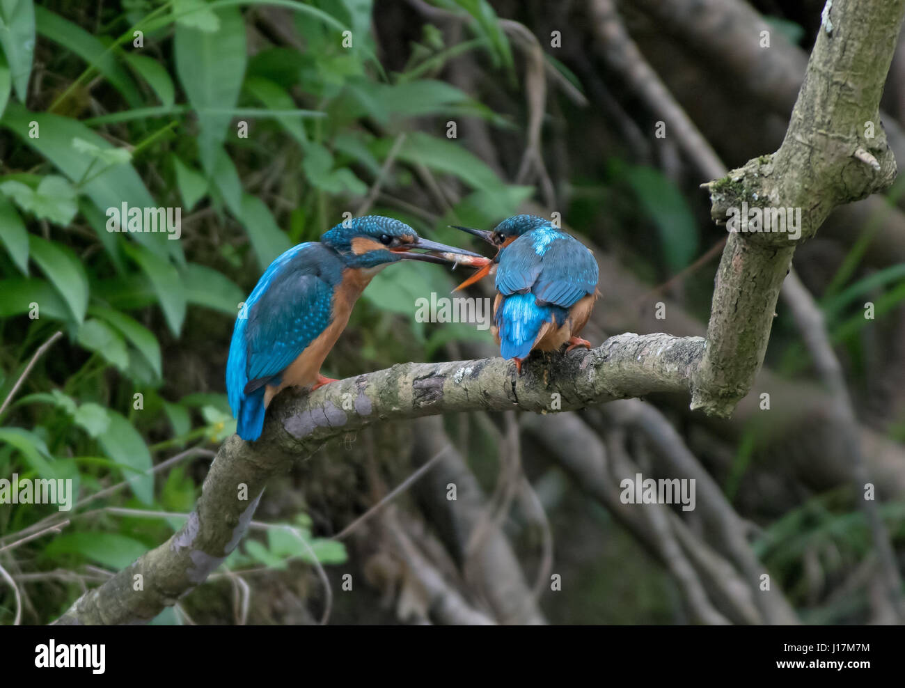 Männlicher Eisvogel Alcedo Atthis, bietet Fisch Weibchen während der Balz. UK Stockfoto