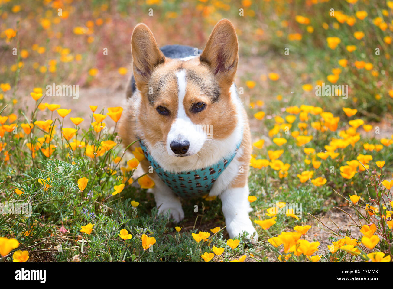 Pembroke Welsh Corgi Hund spielen in Blumen Stockfoto