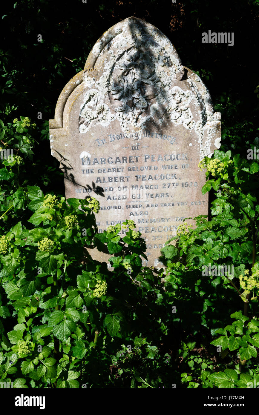 Überwachsenen Grabstein Stockfoto