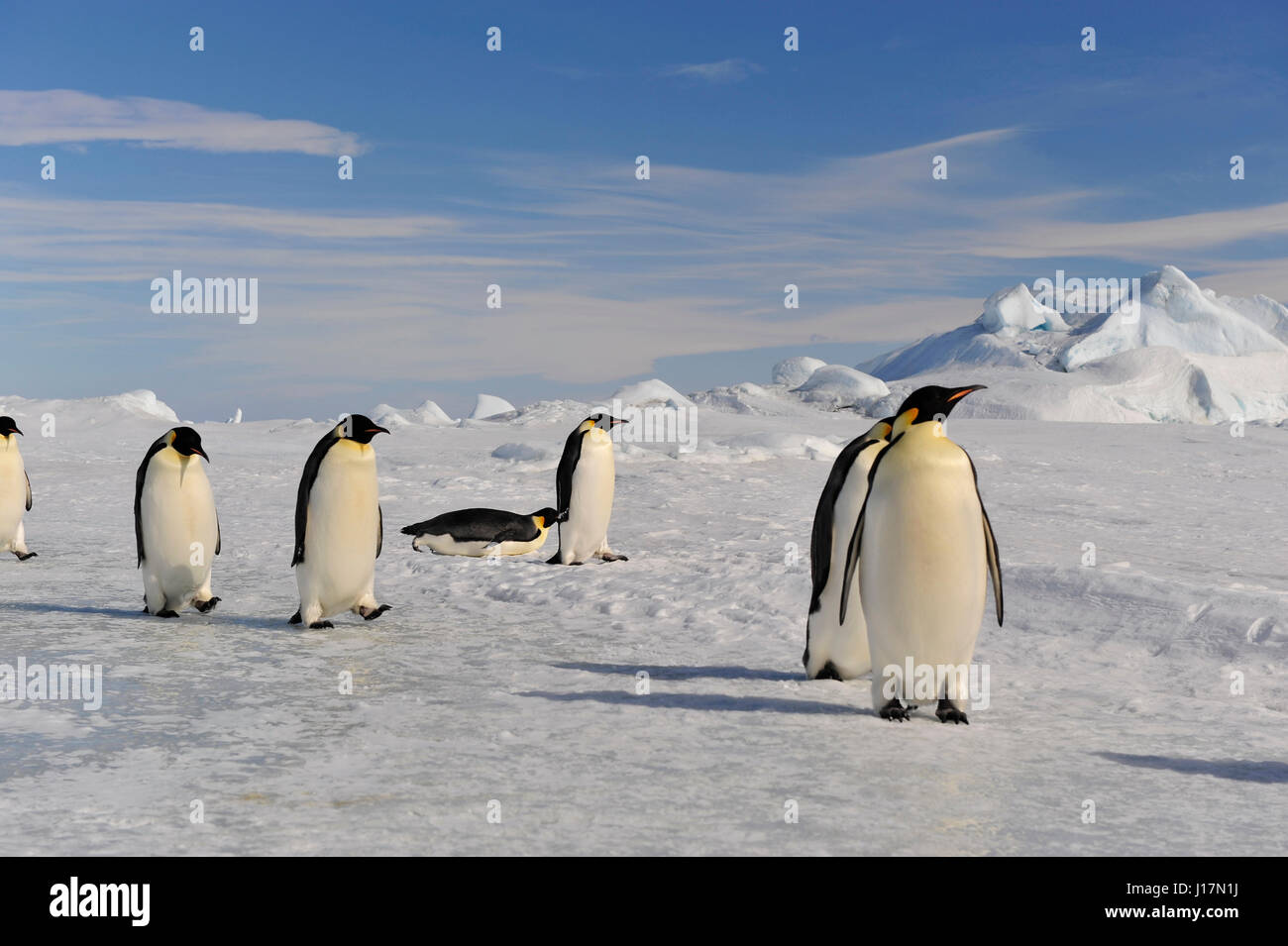 Kaiser-Pinguin auf dem Schnee Stockfoto