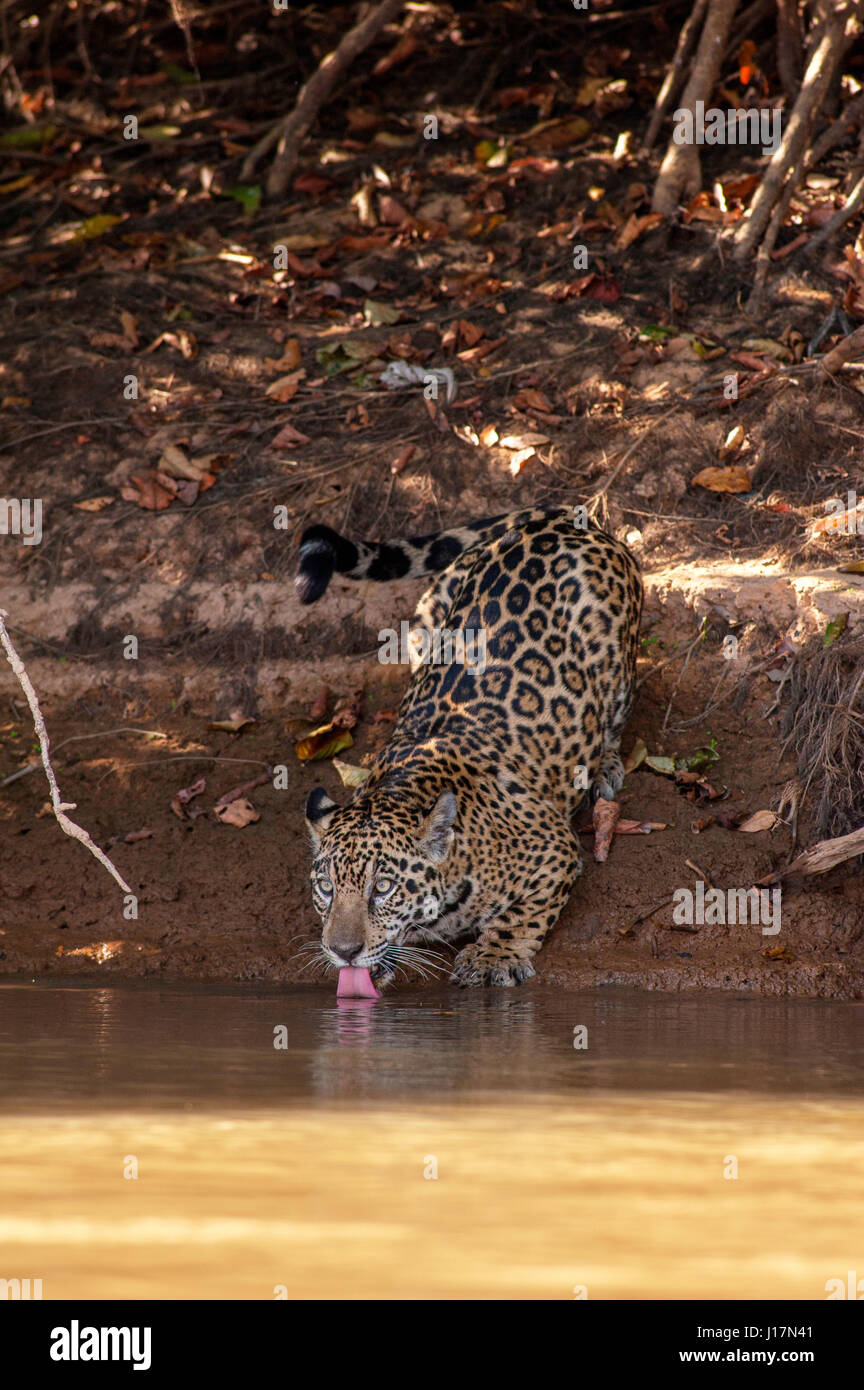 Jaguar der größte Fleischfresser in Südamerika trinken in Três Irmãos Fluss, Pantanal von Mato Grosso, Brasilien Stockfoto