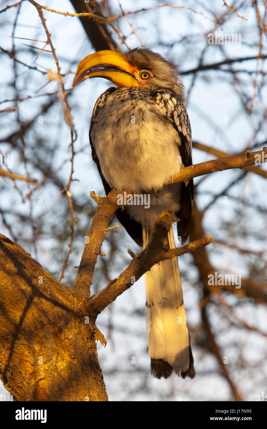 Gelb-billed Hornbill im Central Kalahari Game Reserve in Botswana Stockfoto
