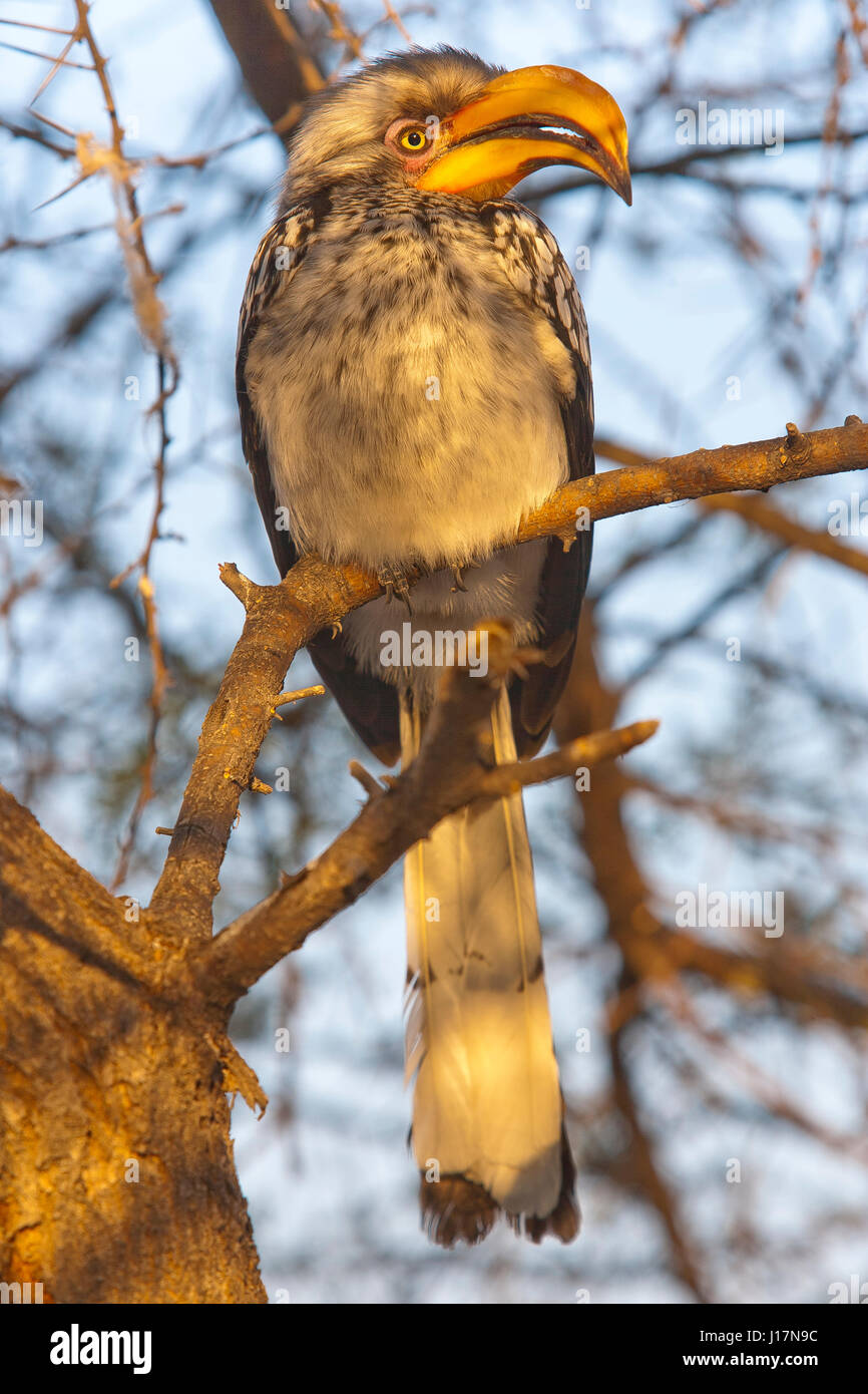 Gelb-billed Hornbill im Central Kalahari Game Reserve in Botswana Stockfoto
