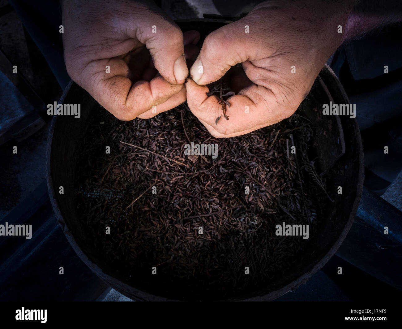 Das Sieden von Aussaat bis zur Keimung (Scarification Technik) zu fördern.  Ein Mann testet Samen Bereitschaft von hand vor der Pflanzung Stockfoto