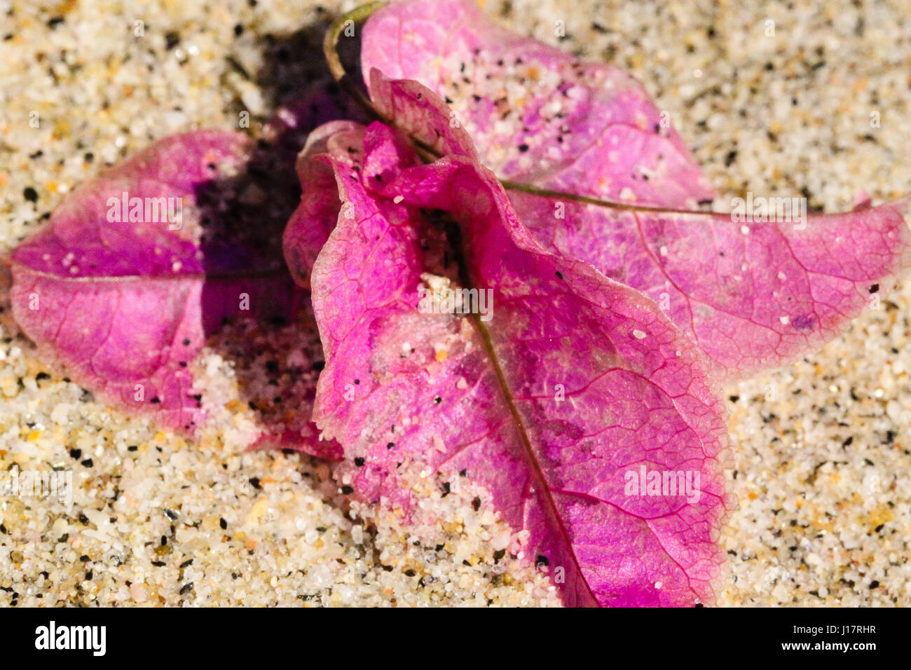 ehemals lebendigen Fuchsia Bougainvillea körnig schwarz und Beige Sand Strand angespült und ist rosa in der Sonne bleichen Stockfoto