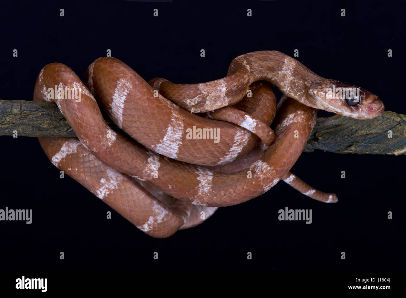 Gestreifte madagassischen Baumschlange, Parastenophis betsileanus Stockfoto