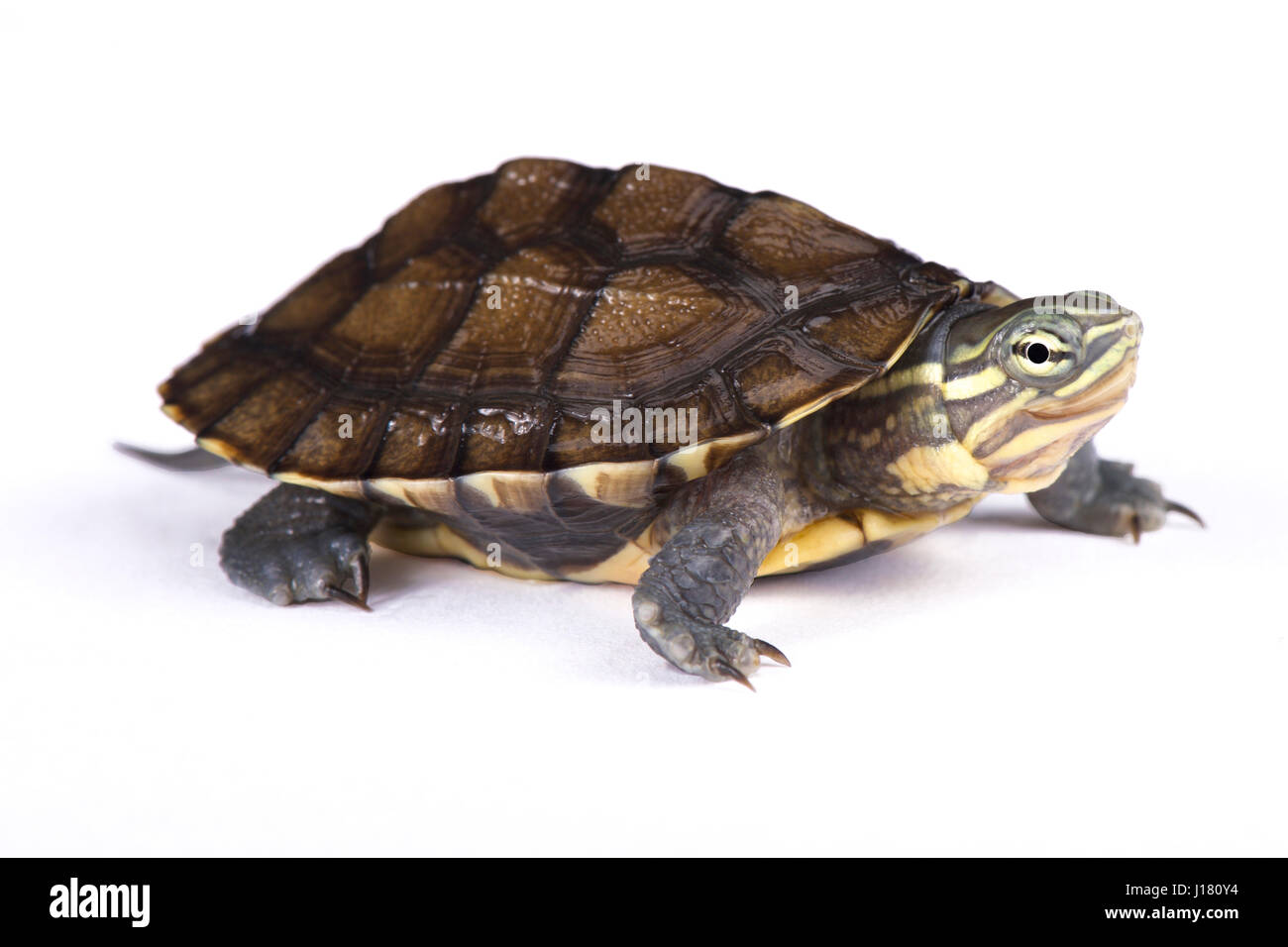 Annam Blatt Wasserschildkröte, Mauremys annamensis Stockfoto