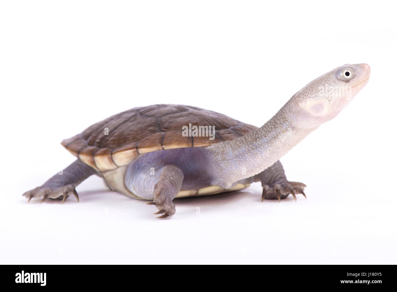 -Neu-Guinea Schlange-necked Turtle, Chelodina novaeguineae Stockfoto