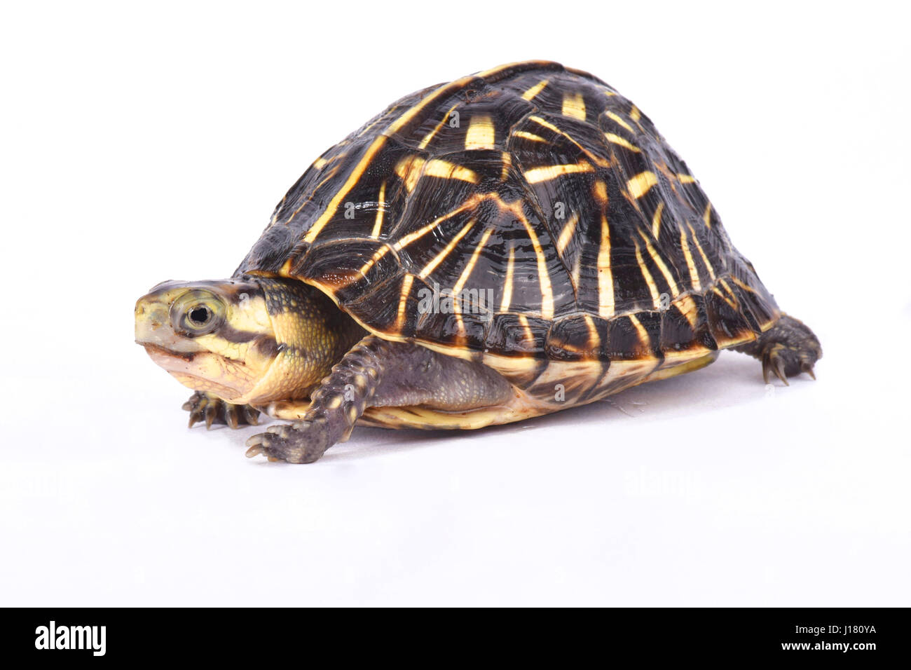 Florida-Kasten-Schildkröte, Terrapene Carolina bauri Stockfoto