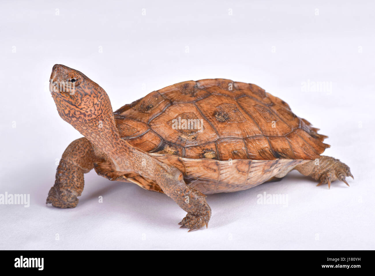 Riesige asiatische Sumpfschildkröte, Heosemys grandis Stockfoto