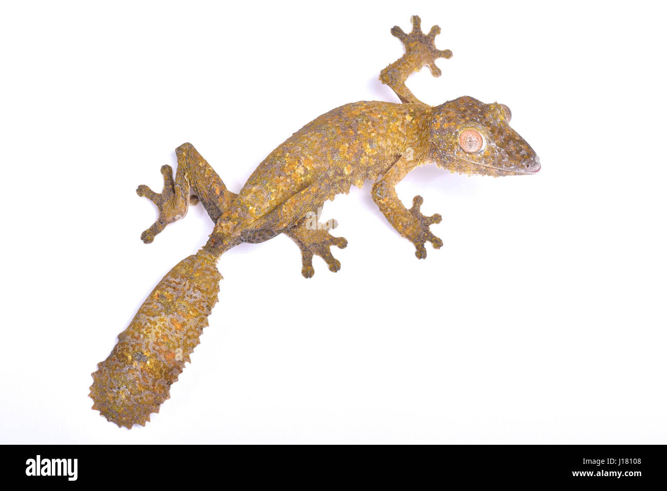 Blatt-tailed Gecko Uroplatus henkeli Stockfoto