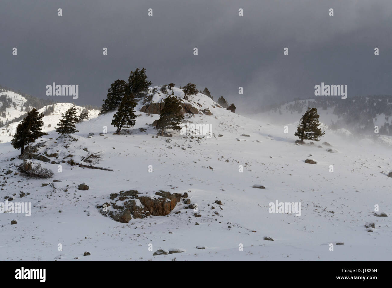 Lamar Valley, Yellowstone-Nationalpark, während ein Schneesturm, ordentlichen Schneesturm, starker Wind Strahlen Schnee von den Hügeln, Wyoming, USA. Stockfoto
