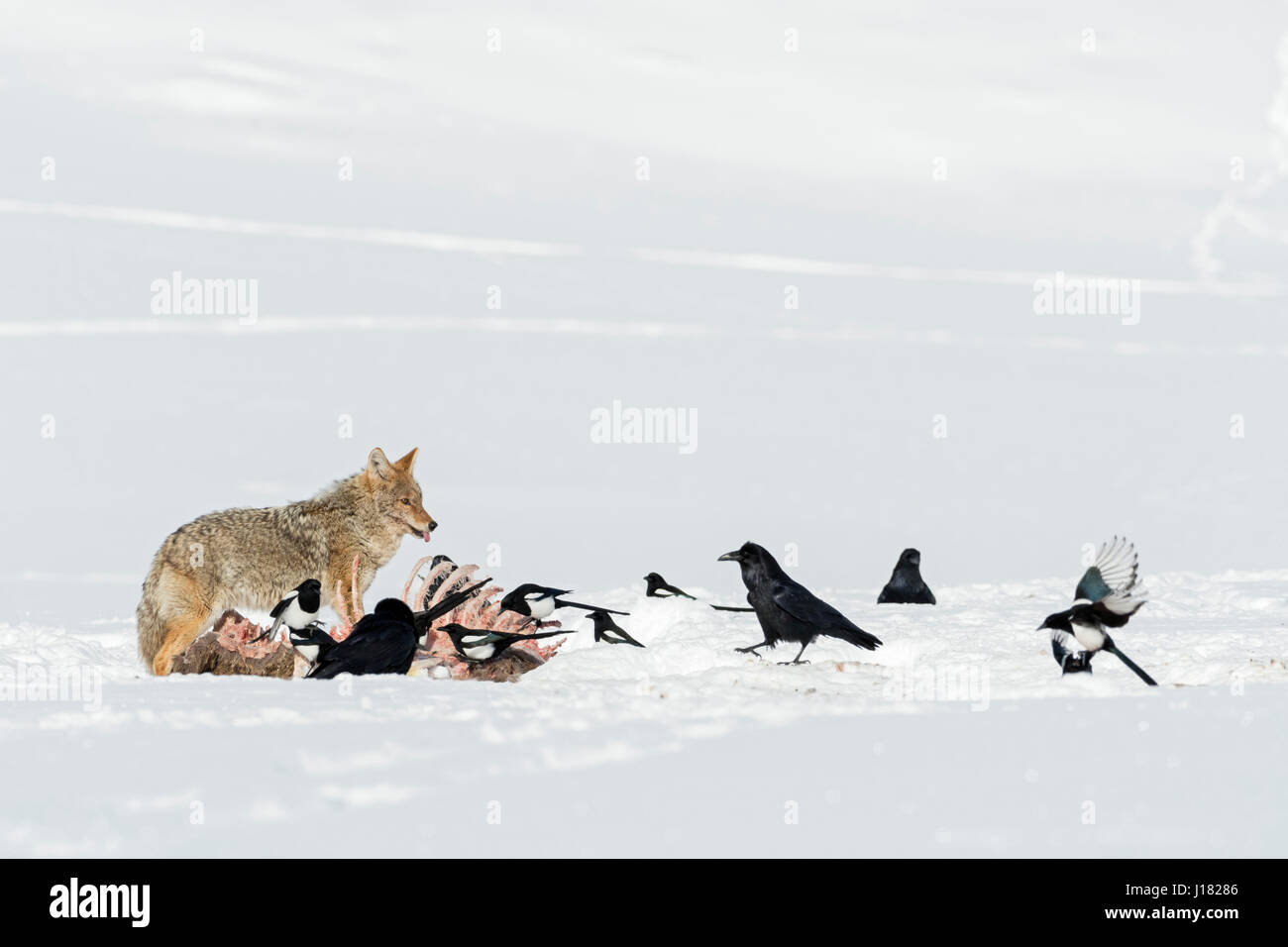 Kojote / Kojote (Canis Latrans) an einen Kadaver Abwehr Elstern und Raben, im Winter Schnee, Yellowstone NP, USA. Stockfoto