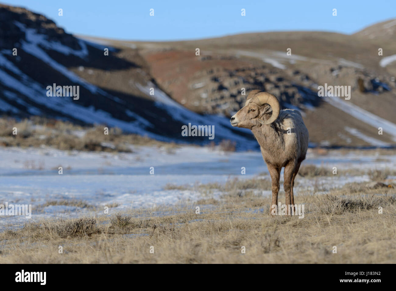 Rocky Mountain Bighorn Sheep / Dickhornschaf (Ovis Canadensis), ram an einem sonnigen Tag im Winter, National Elk Refuge, Wyoming, USA. Stockfoto