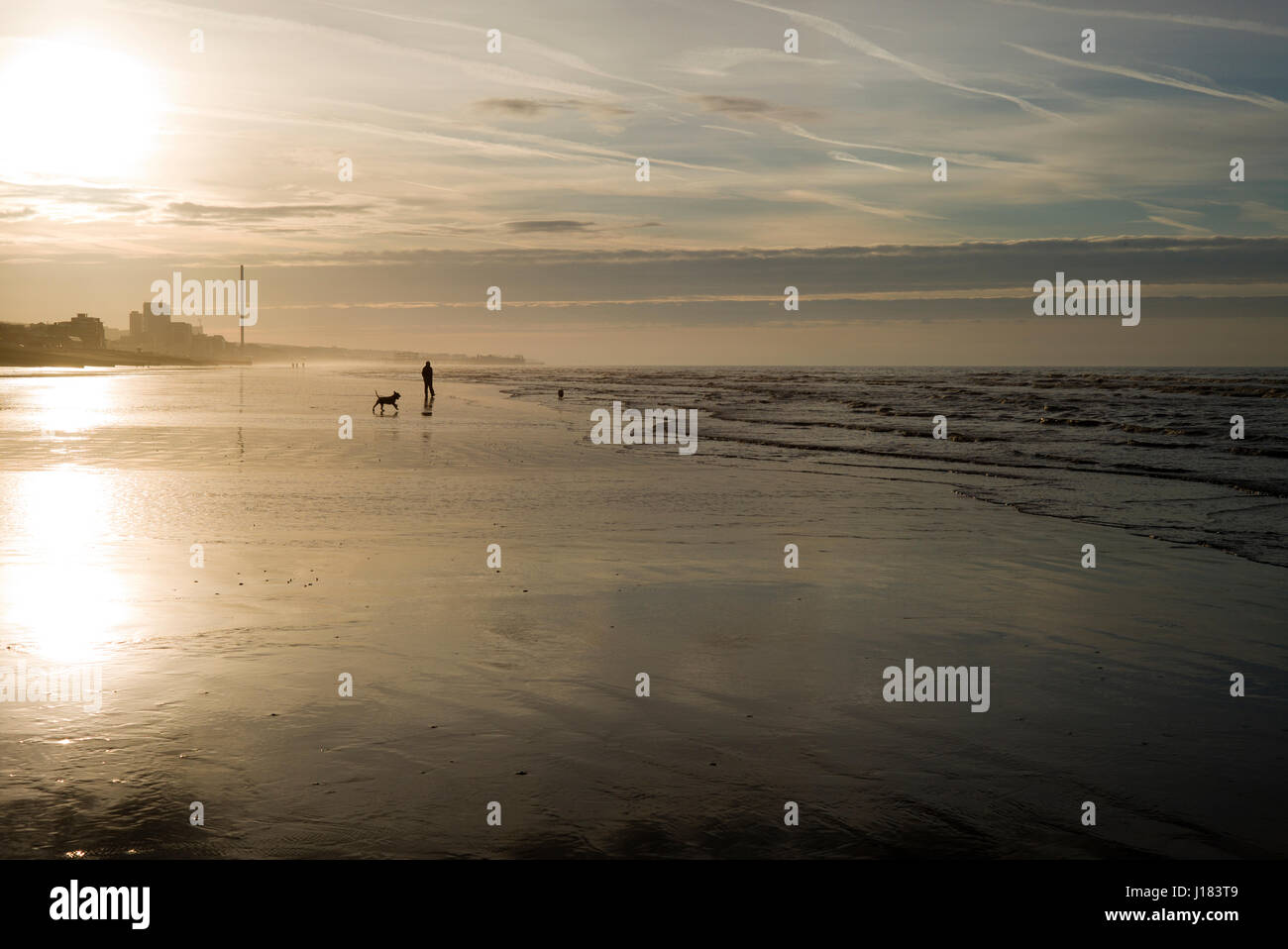 Mann zu Fuß Hunde auf leeren Strand am frühen Morgen, Brighton Stockfoto