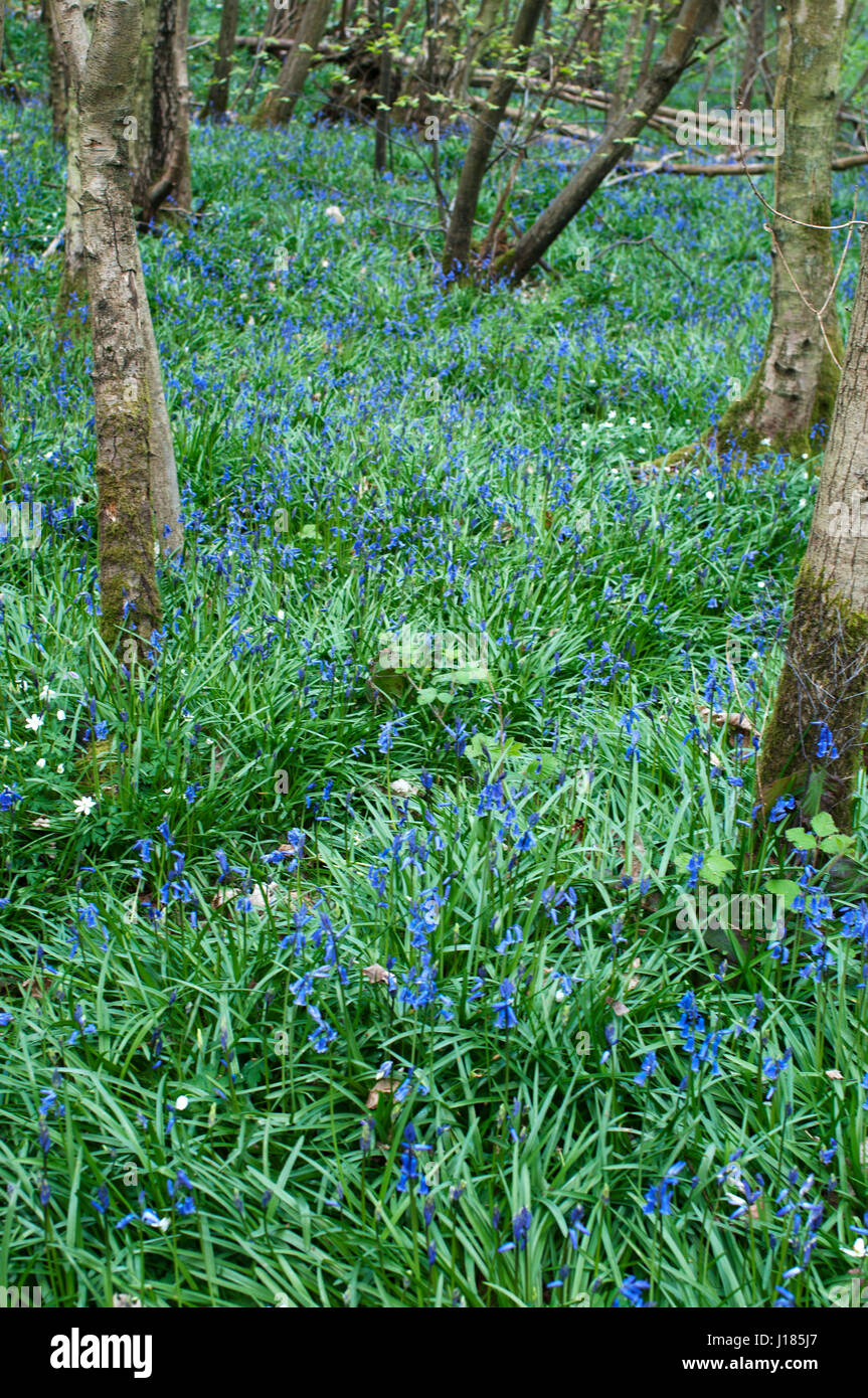 Sussex Holz. Stockfoto