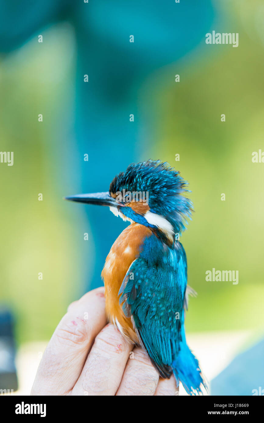 Mann zeigt Eisvogel (Alcedo Atthis) Stockfoto