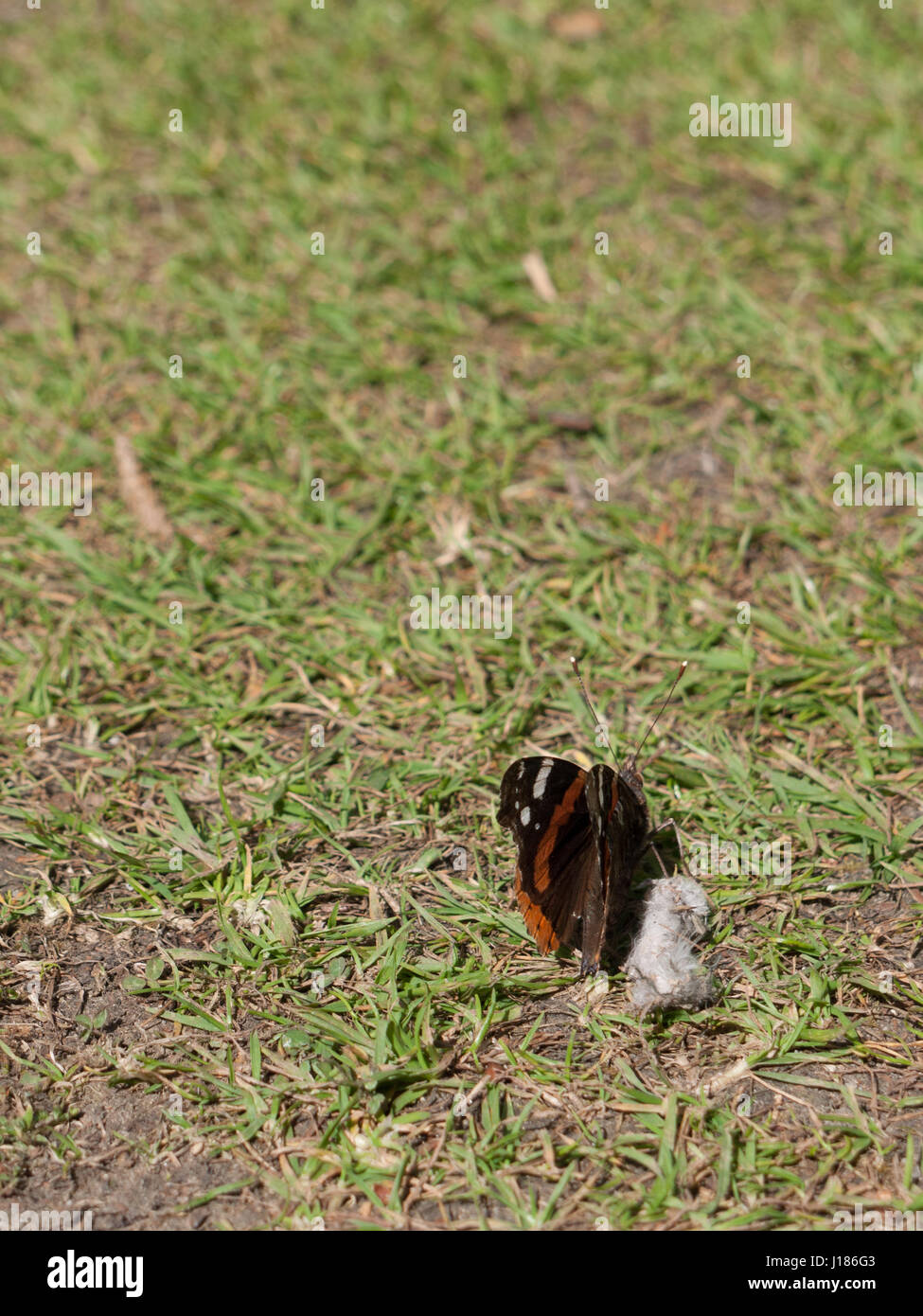 Ein Schmetterling auf dem Rasen Groun din das Porträt Feder Licht Flügel geschlossen Stockfoto