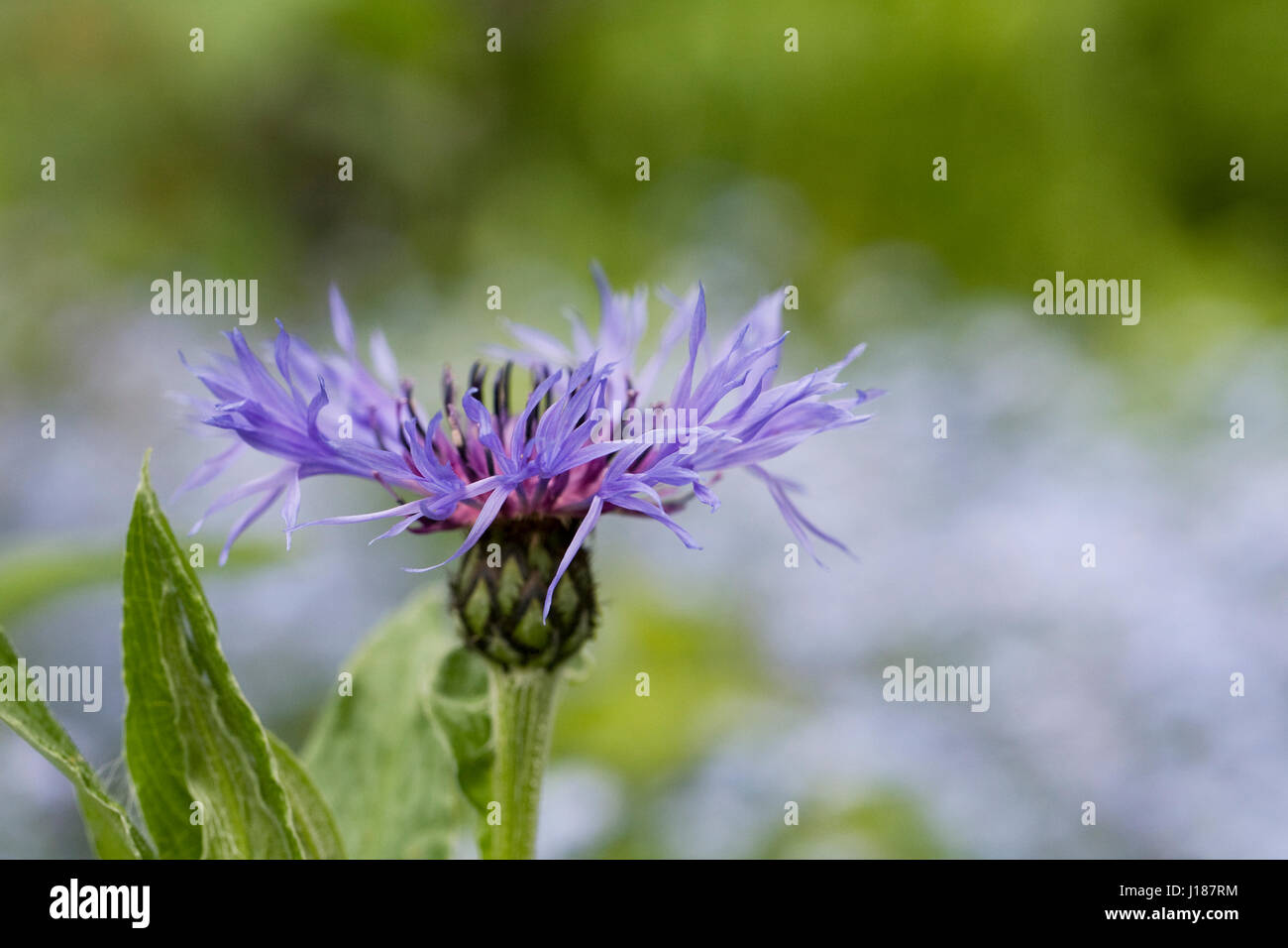 Blaue centaurea montana Fotos und Bildmaterial in hoher Auflösung Alamy
