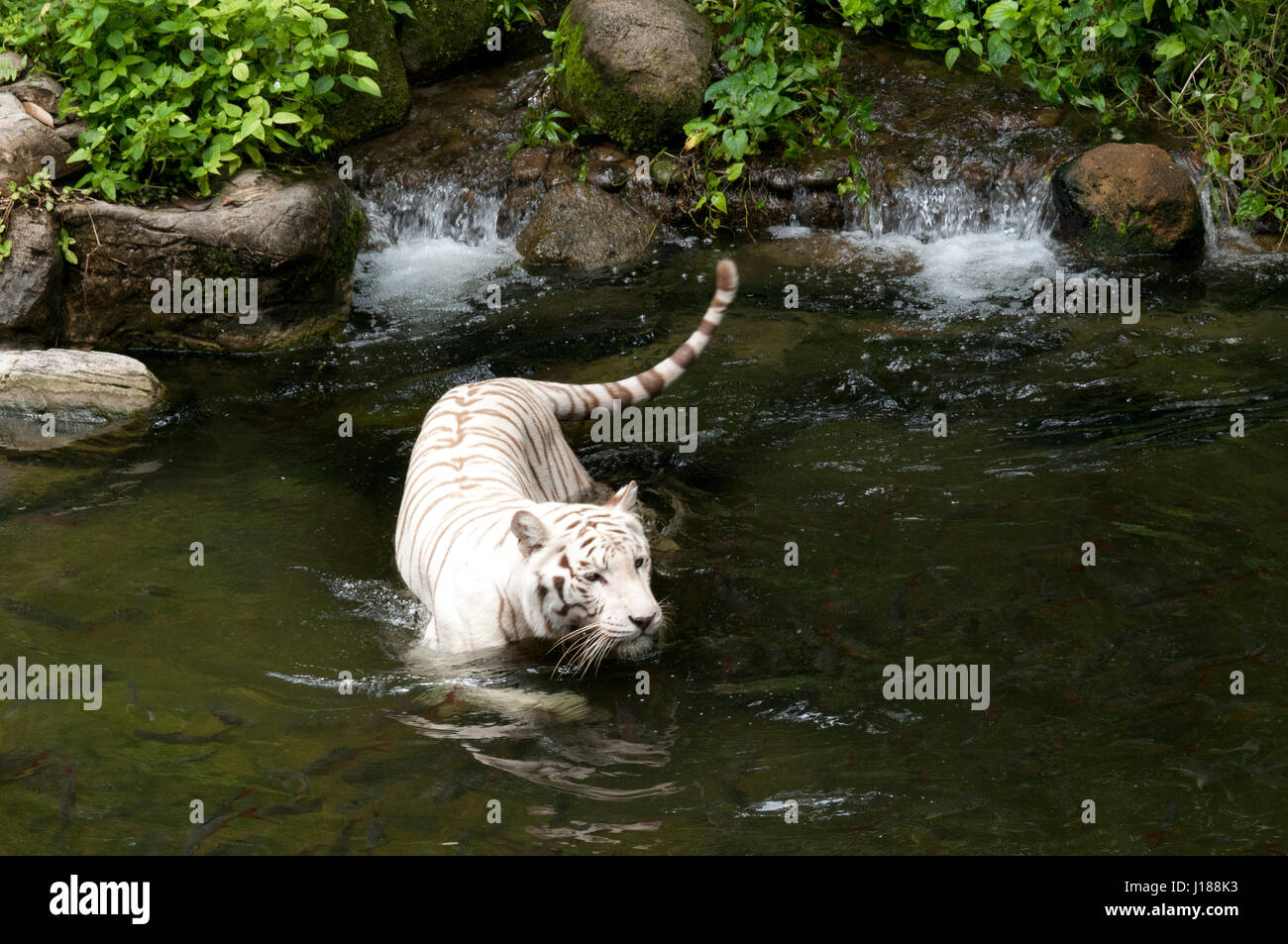 Weißer Tiger (Panthera Tigris), Königstiger, Panthera Leo im Zoo von Singapur. Stockfoto