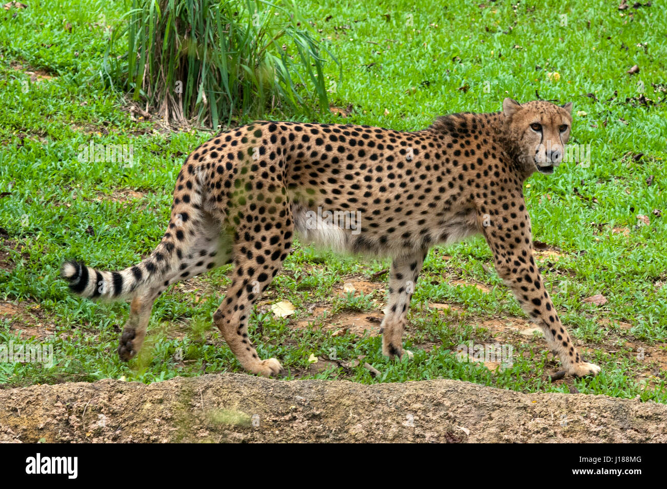 South East Asia, Singapur, Singapur Zoo, Gepard, Acinonyx jubatus Stockfoto