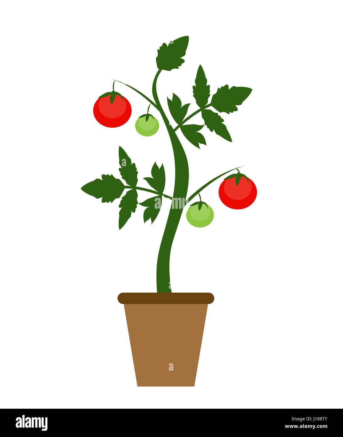 Garten-Hintergrund-Vektor-Illustration. Wachsende Strauch mit Tomaten Stock Vektor