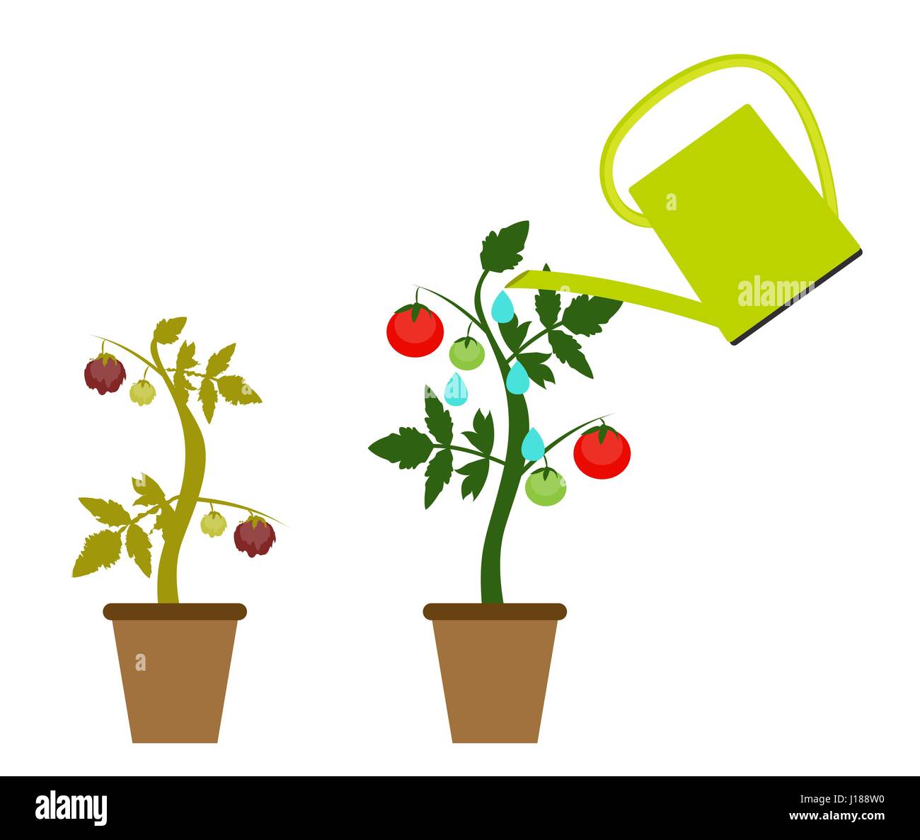 Garten-Hintergrund-Vektor-Illustration. Wachsende Strauch mit Tomaten Stock Vektor