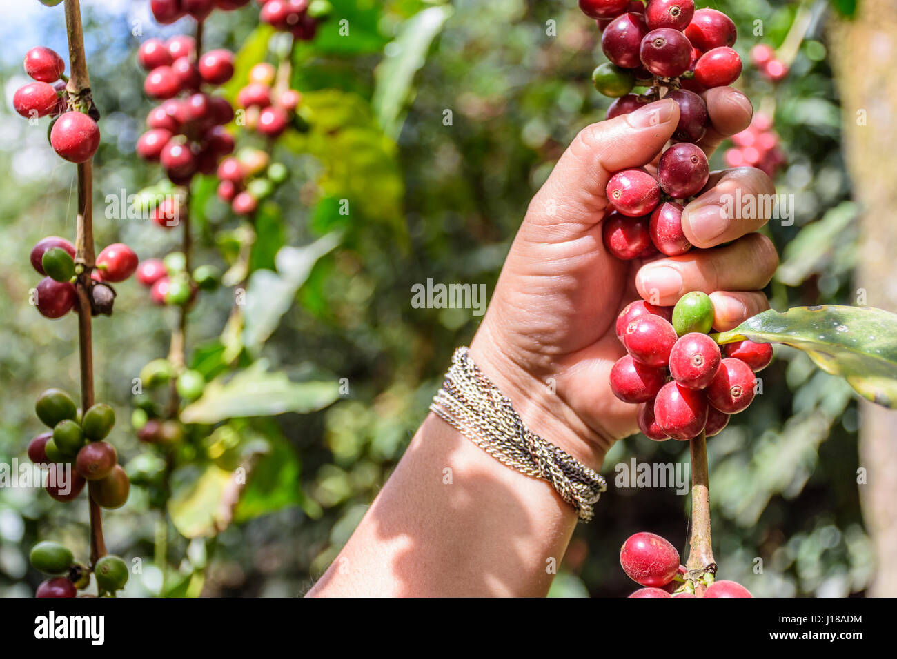 Hand hält Zweig der Vollreife Kaffeebohnen,, Antigua, Guatemala, Mittelamerika Stockfoto
