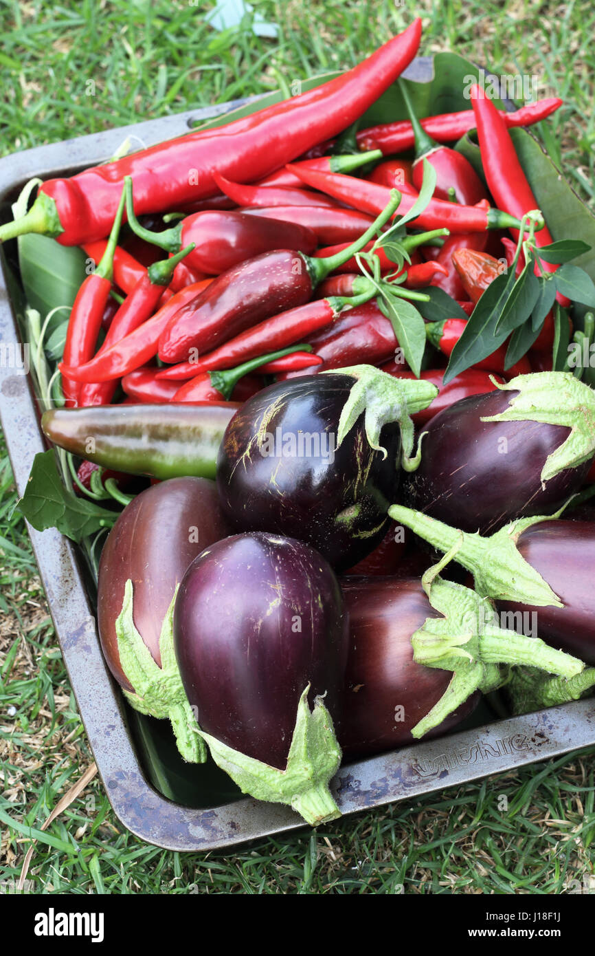 Frisch gepflückt, homegrown Black Beauty Auberginen und chilis Stockfoto