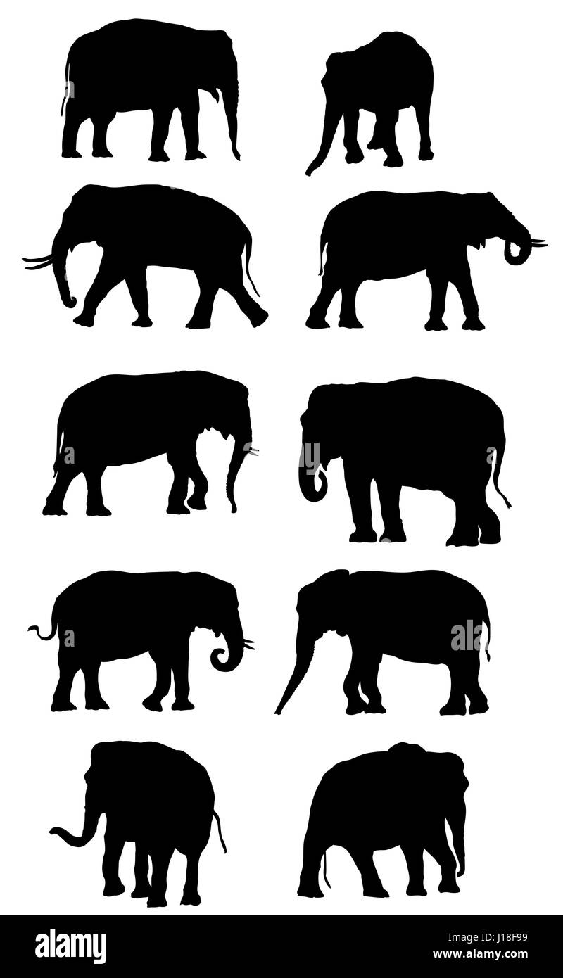 Satz von Vector schwarz stehend indische und afrikanische Elefanten auf weißem Hintergrund Stock Vektor