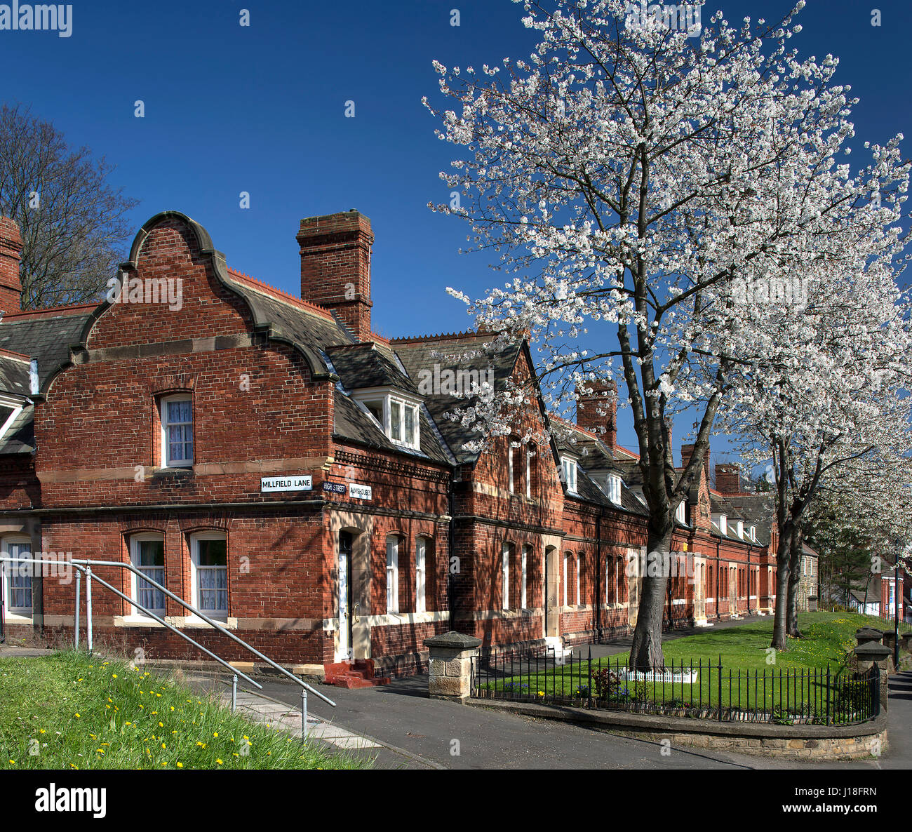 Kirschblüten im Newburn Dorf, Newcastle Upon Tyne, North East England, England, Vereinigtes Königreich Stockfoto