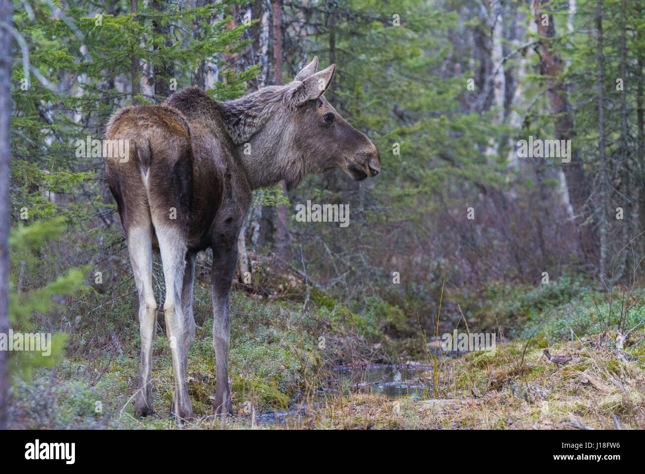 Elch, Alces Alces, im Wald drehen in Richtung Kamera, Gällivare, Schwedisch Lappland, Schweden Stockfoto