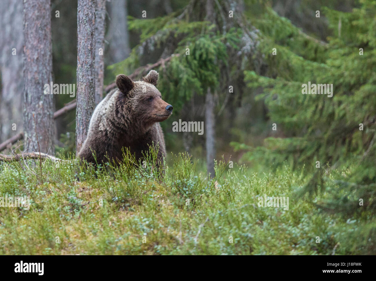 Brauner Bär, Ursus Arctos, sitzen im Wald, Blick auf Seite über Kamera, Kuhmo, Finnland Stockfoto