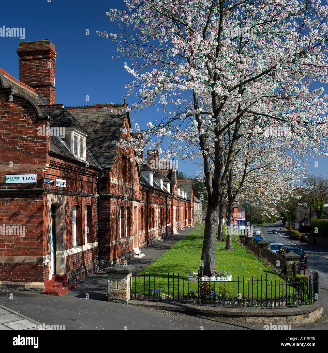 Kirschblüten im Newburn Dorf, Newcastle Upon Tyne, North East England, England, Vereinigtes Königreich Stockfoto